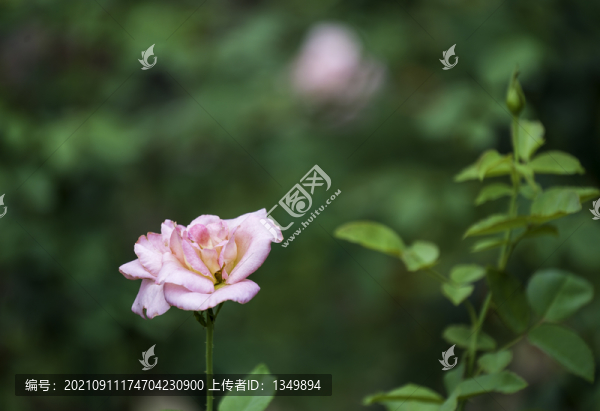 玫瑰花