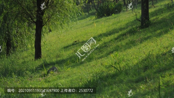 青草坡