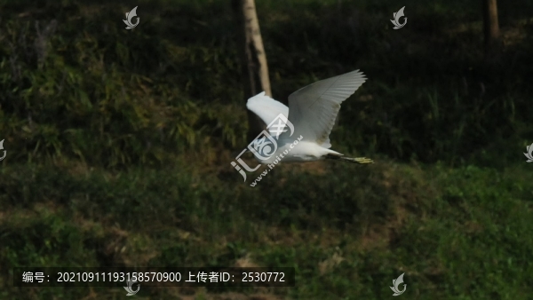 白鷺