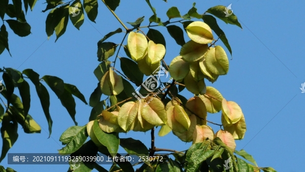 欒樹