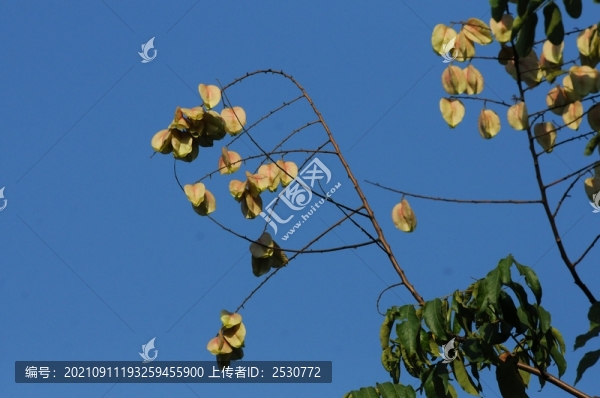 欒樹