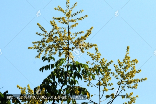 欒樹(shù)