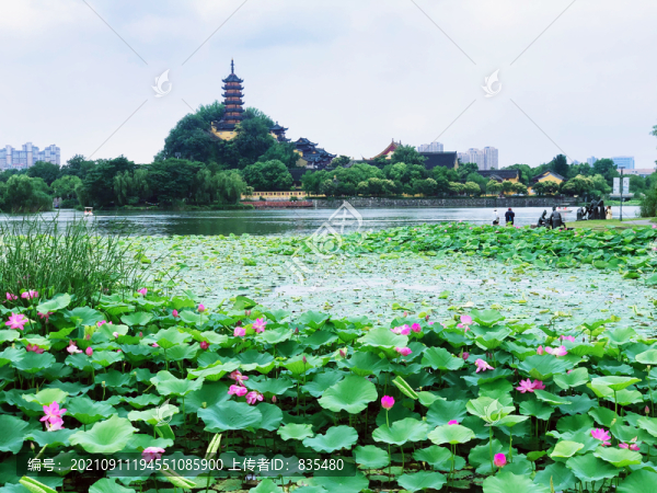 蓮花