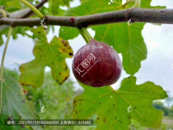 無花果