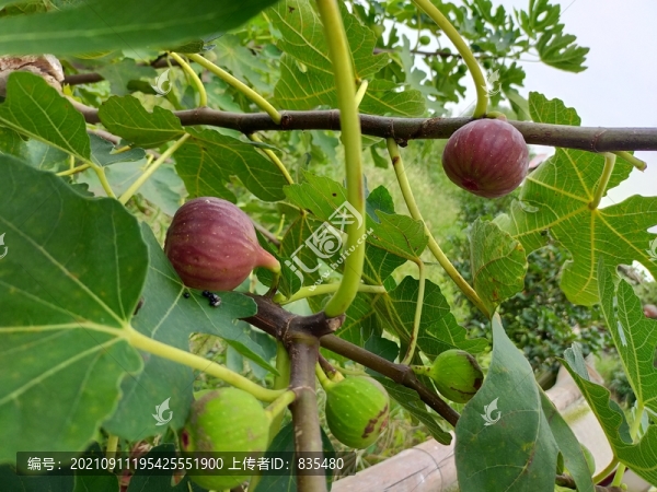 無花果