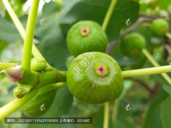 無花果