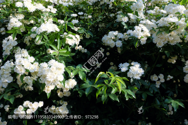 薔薇木香花