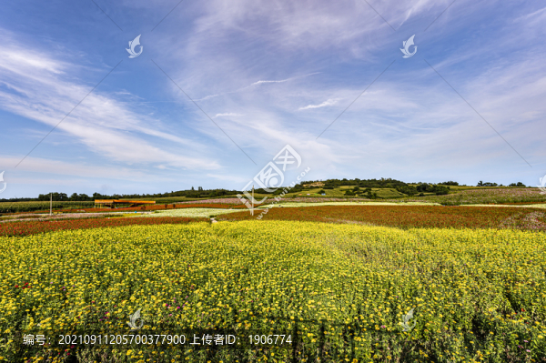 中國長春蓮花山花海景觀