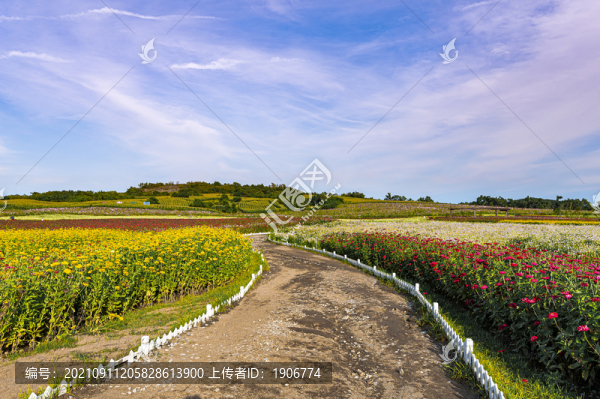 中國長春蓮花山花海景觀