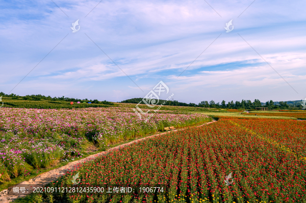 中國(guó)長(zhǎng)春蓮花山花海景觀