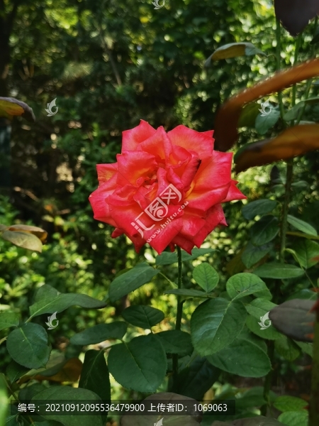 月季花攝影圖