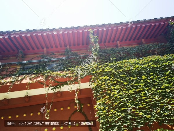 爬山虎攝影圖