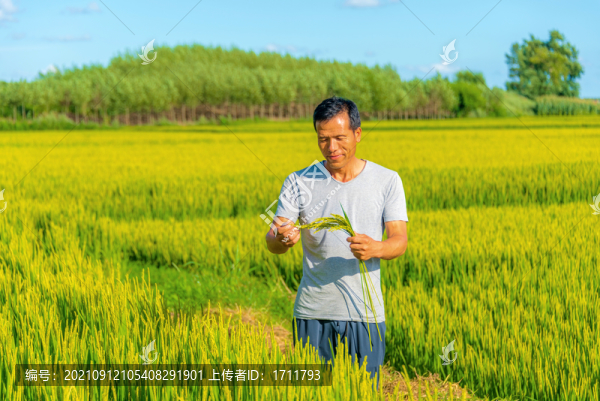 亞洲中年男性農(nóng)民在稻田勞動(dòng)