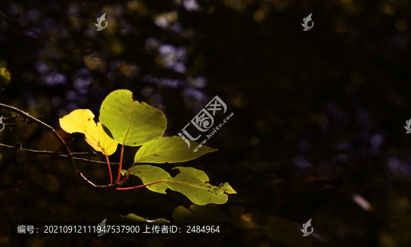 秋色