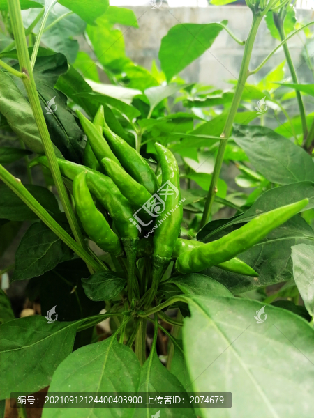 辣椒