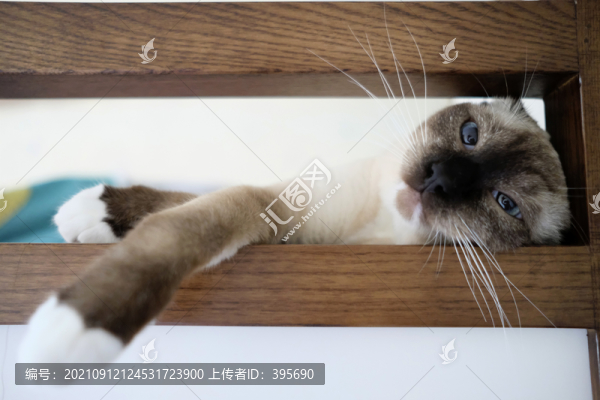 小貓