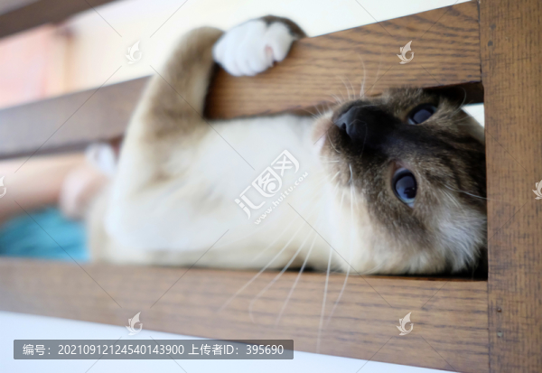 貓