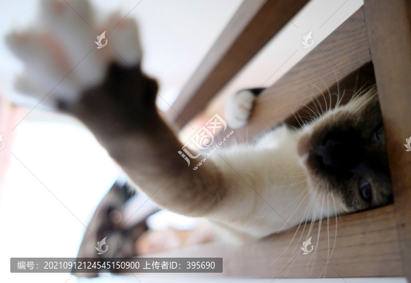 頑皮的貓
