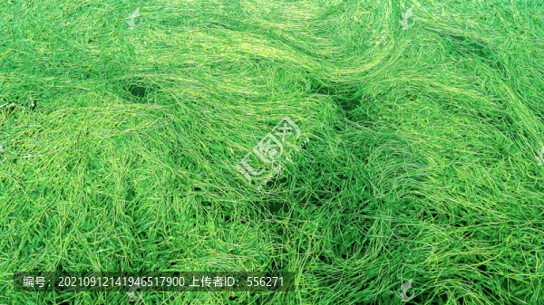 水草