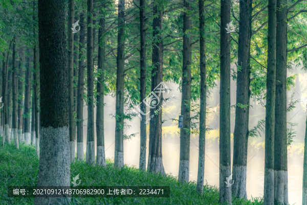 晨光
