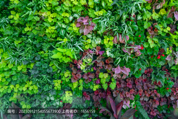 綠色植物墻