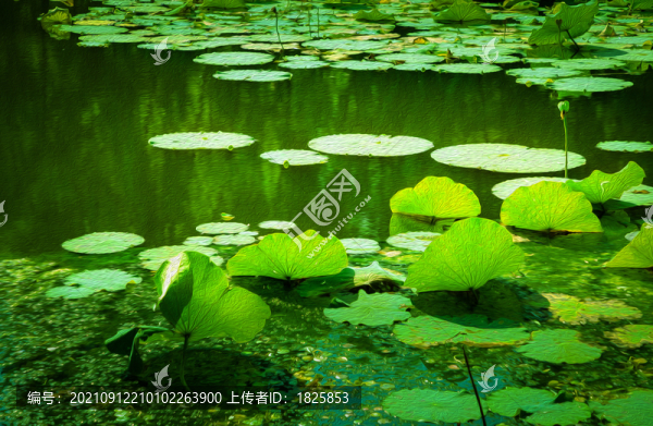 荷葉