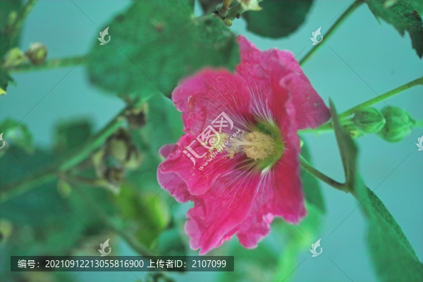 蜀葵花