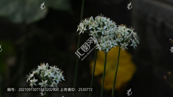 韭菜花