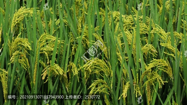 水稻