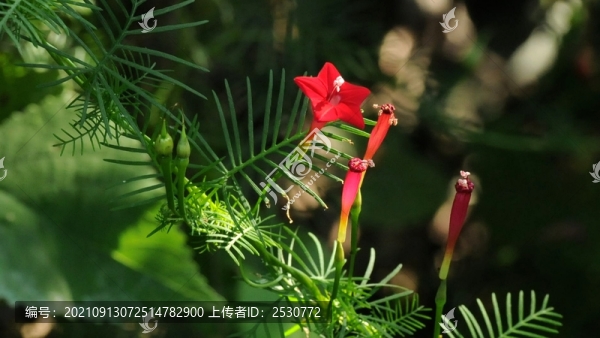 蔦蘿松