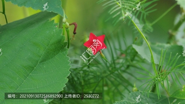 蔦蘿松