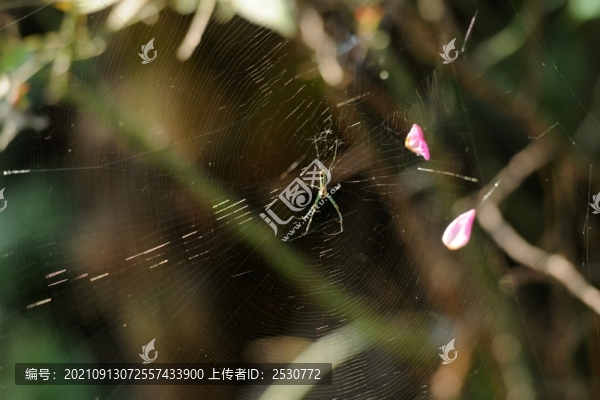 蜘蛛網(wǎng)