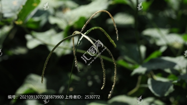 牛筋草