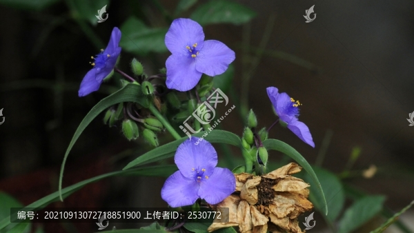 紫露草