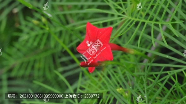 蔦蘿松