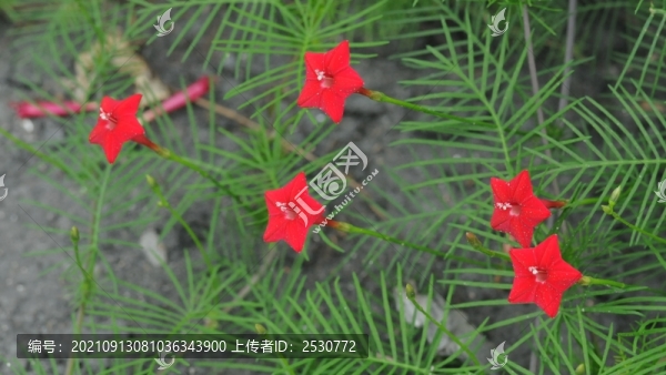 蔦蘿松