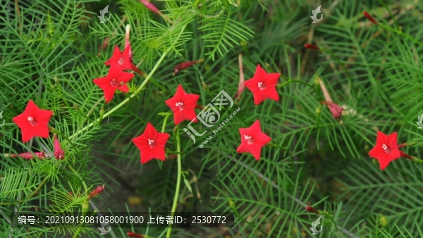 蔦蘿松