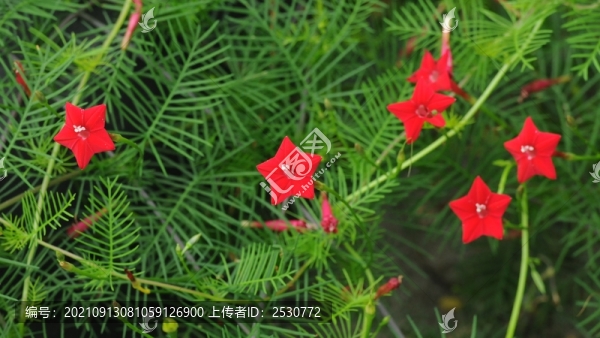蔦蘿松