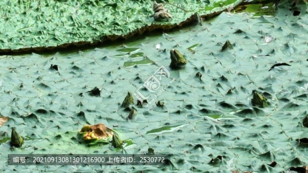 芡實(shí)