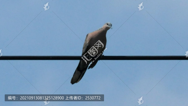 斑鳩