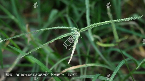 牛筋草
