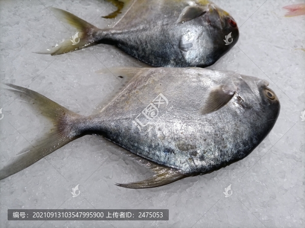 冰鮮金鯧魚(yú)