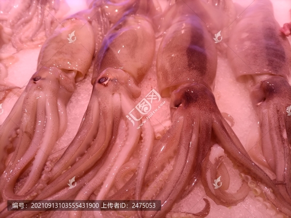 生鮮魷魚