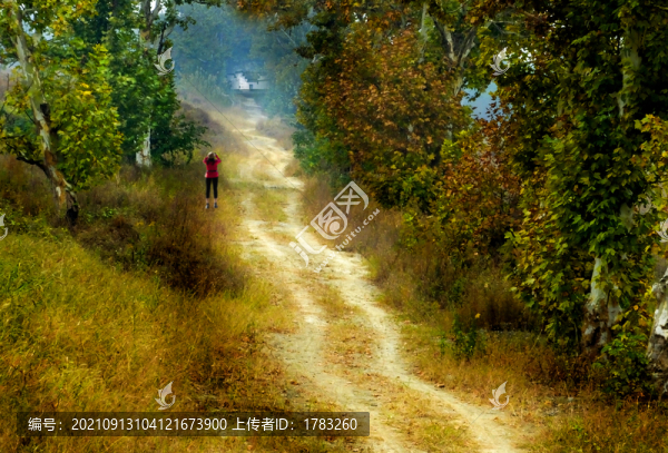 林中小路秋色