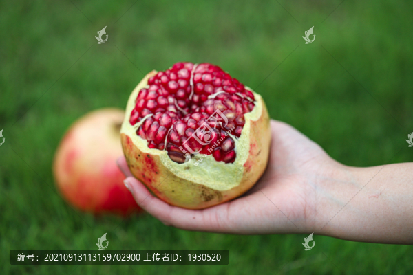 紅寶石石榴