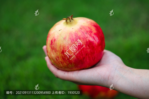 石榴