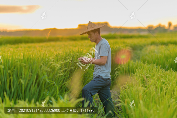夕陽下在田間勞動(dòng)的亞洲男性農(nóng)民