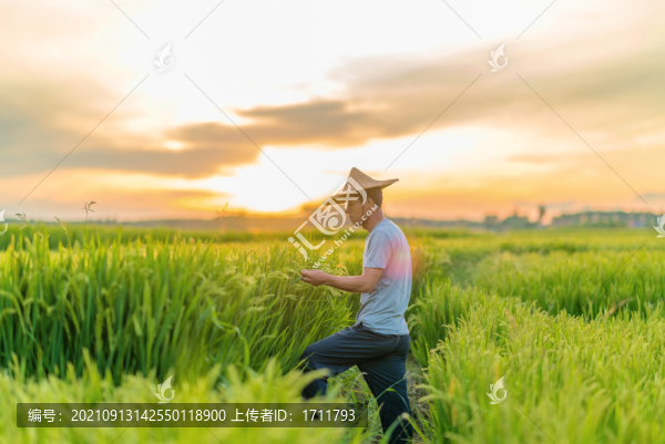夕陽下在田間勞動的亞洲男性農(nóng)民
