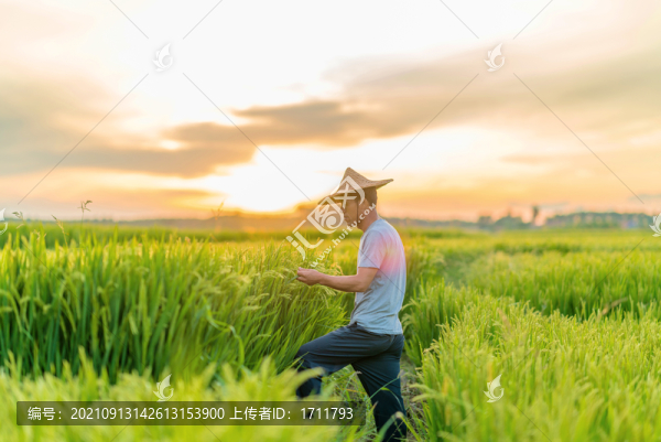 夕陽下在田間勞動(dòng)的亞洲男性農(nóng)民