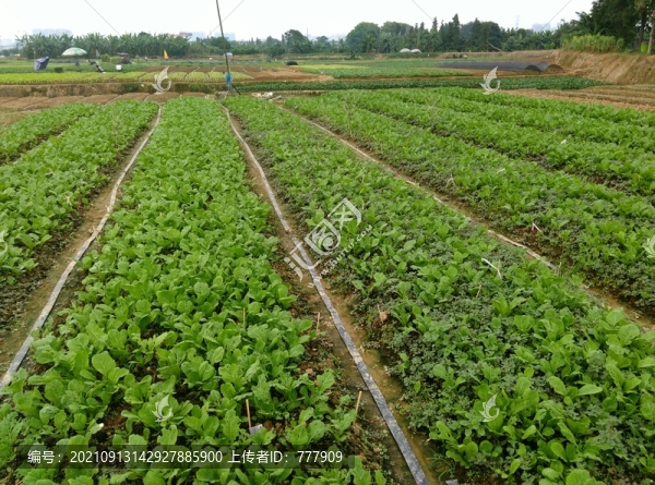 農(nóng)業(yè)種植菜心廣東菜地